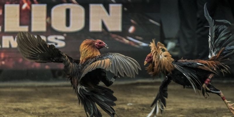 Đá gà Mỹ 32win - Sân Chơi Đỉnh Cao Cho Tín Đồ Kê Độ