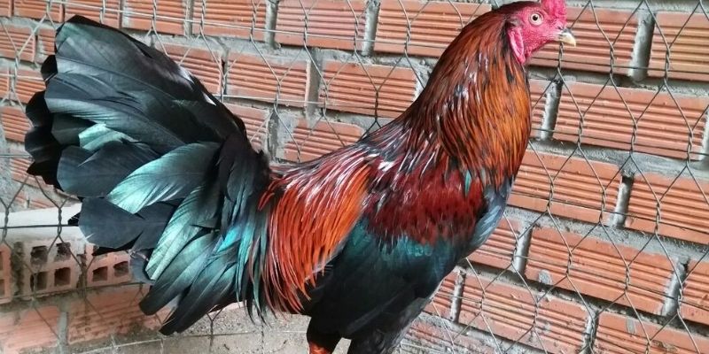 Cách phân biệt gà tía với giống khác
