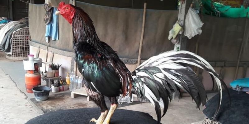 Gà tía có màu lông ứng ngũ hành