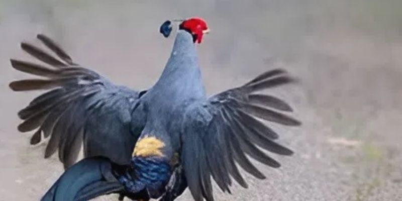 Gà Tía Mạng Gì? Cách Xem Mạng Và Ghép Đòn Chuẩn Phong Thủy